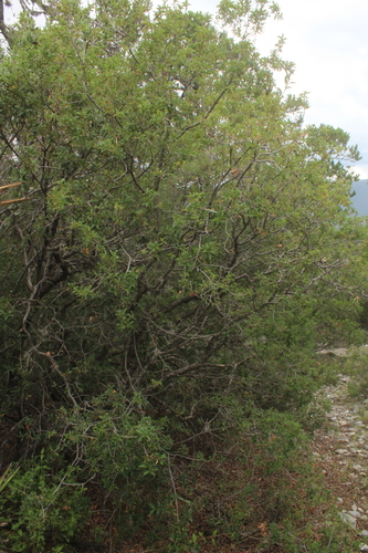 Image of Juniperus saltillensis by (c) Ricardo Jaimes-López, some rights reserved (CC BY)