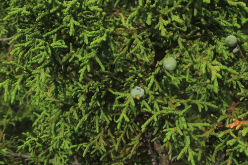 Image of Juniperus saltillensis by (c) Ricardo Jaimes-López, some rights reserved (CC BY)