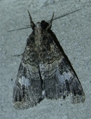 Melipotis famelica