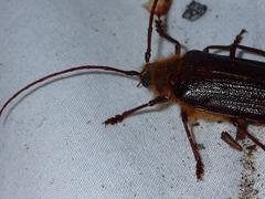 Tragosoma harrisii
