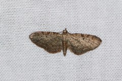 Eupithecia tenuiata