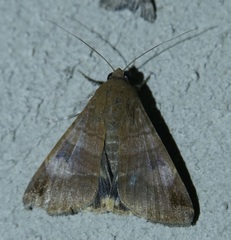 Melipotis januaris