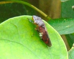 Homalodisca ichthyocephala