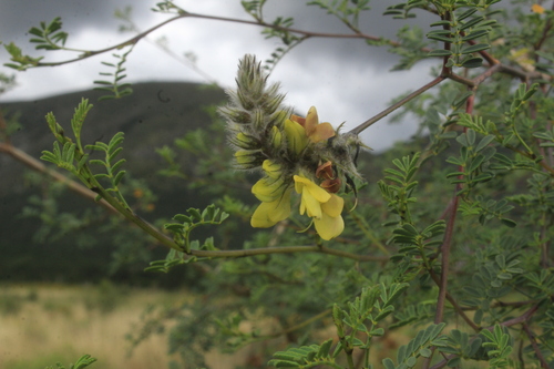 Image of Dalea lutea by (c) Ricardo Jaimes-López, some rights reserved (CC BY)