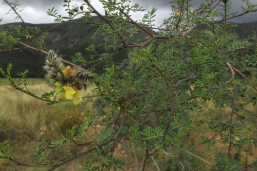 Image of Dalea lutea by (c) Ricardo Jaimes-López, some rights reserved (CC BY)