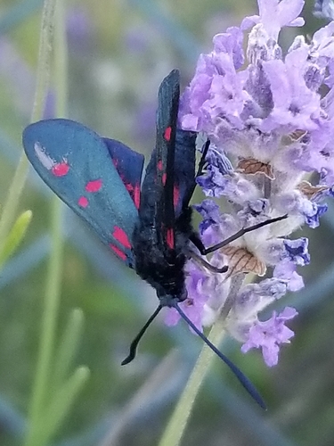 Six-spot burnet