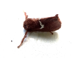 Monoleuca semifascia