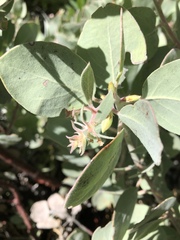 Arctostaphylos canescens