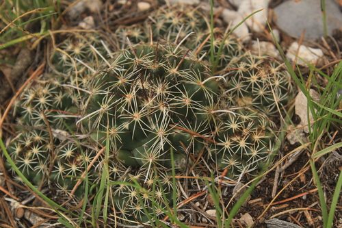 Coryphantha hintoniorum