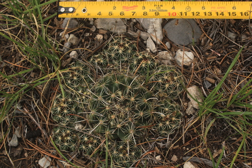 Coryphantha hintoniorum