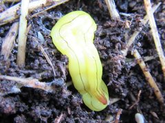 Fletchamia mediolineata