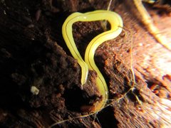 Fletchamia mediolineata