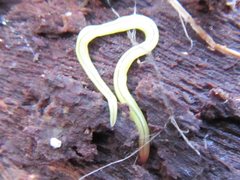 Fletchamia mediolineata