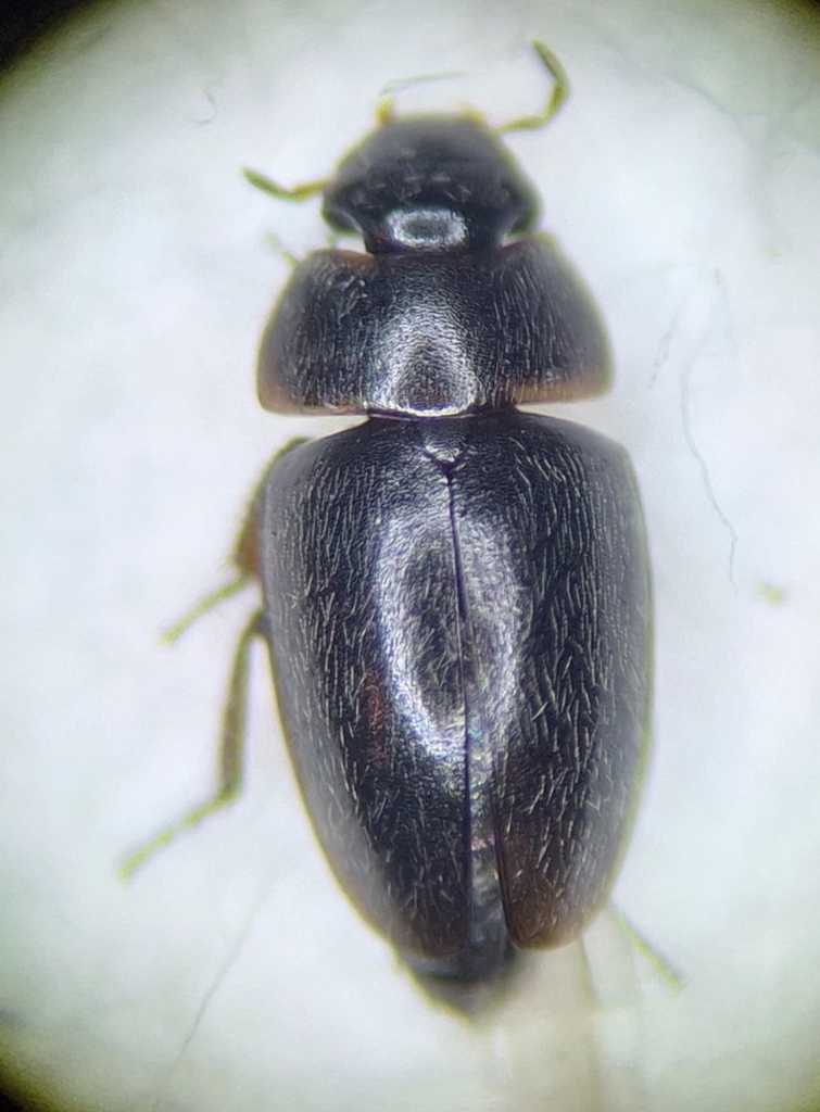 Limnebius alutaceus