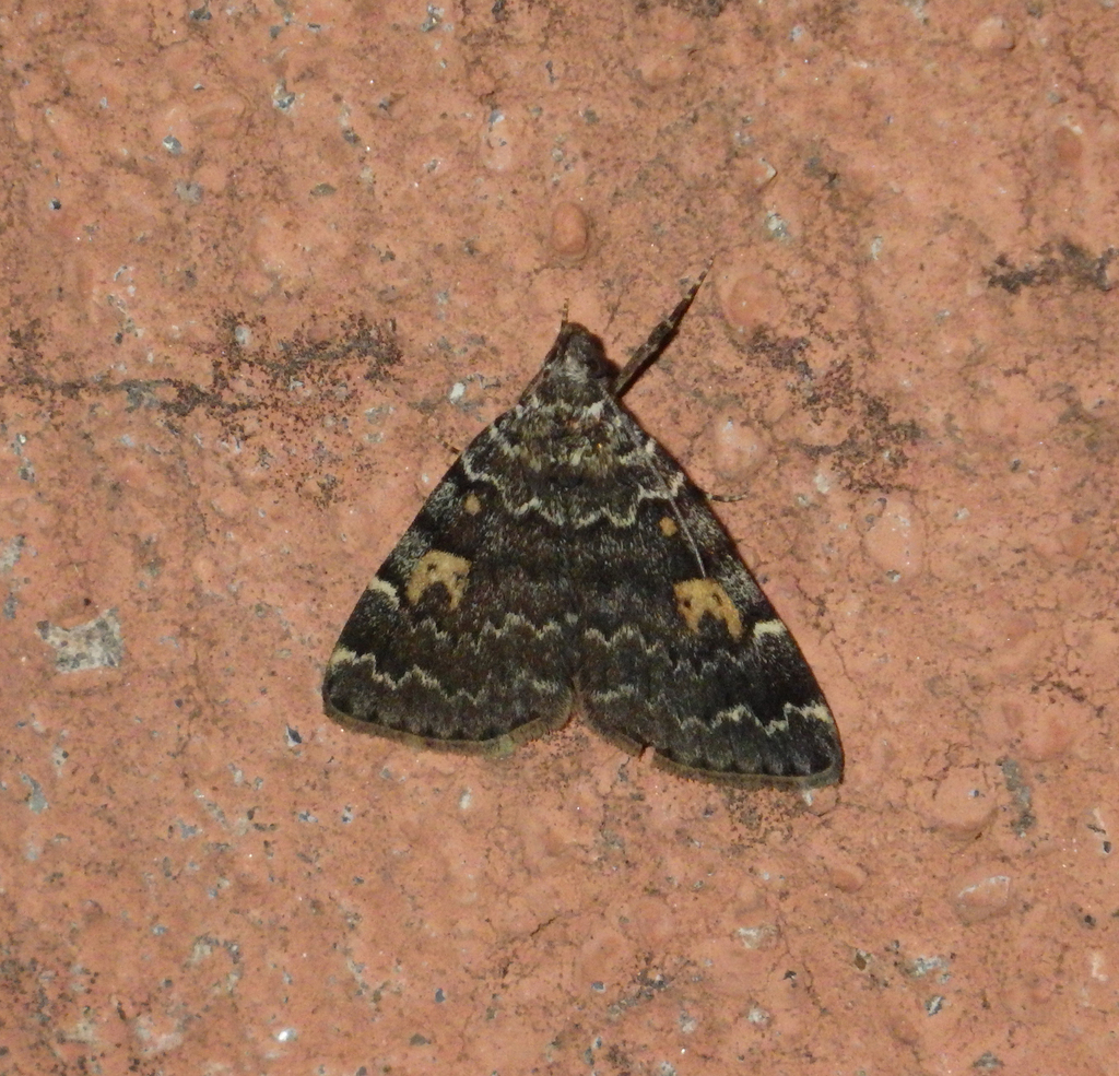 Idia calvaria