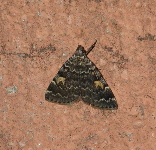 Noctuelle des Cimetières (La)