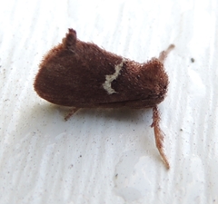Monoleuca semifascia
