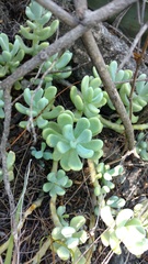 Sedum allantoides