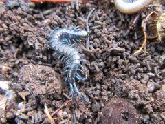 Cormocephalus esulcatus