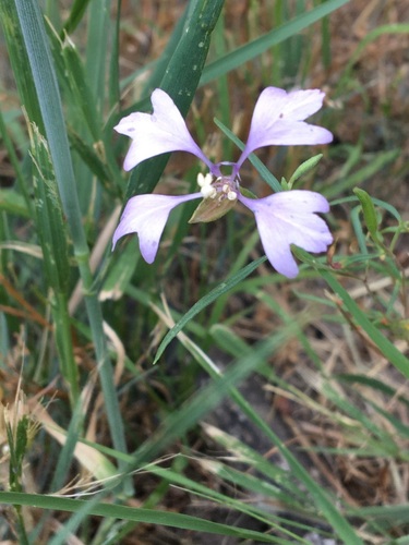 Image of Clarkia pulchella by (c) hansk, some rights reserved (CC BY)
