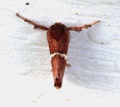 Monoleuca semifascia