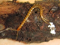 Cryptops spinipes