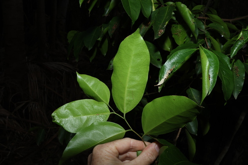 Image of Celtis paniculata by (c) Greg Tasney, some rights reserved (CC BY-SA)