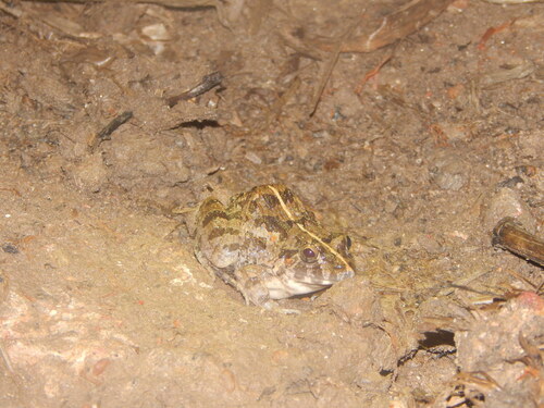 Fejervarya limnocharis