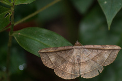 Entomogramma fautrix