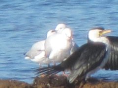 Chroicocephalus novaehollandiae novaehollandiae