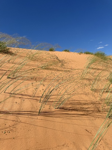 blowout grass (Redfieldia flexuosa)