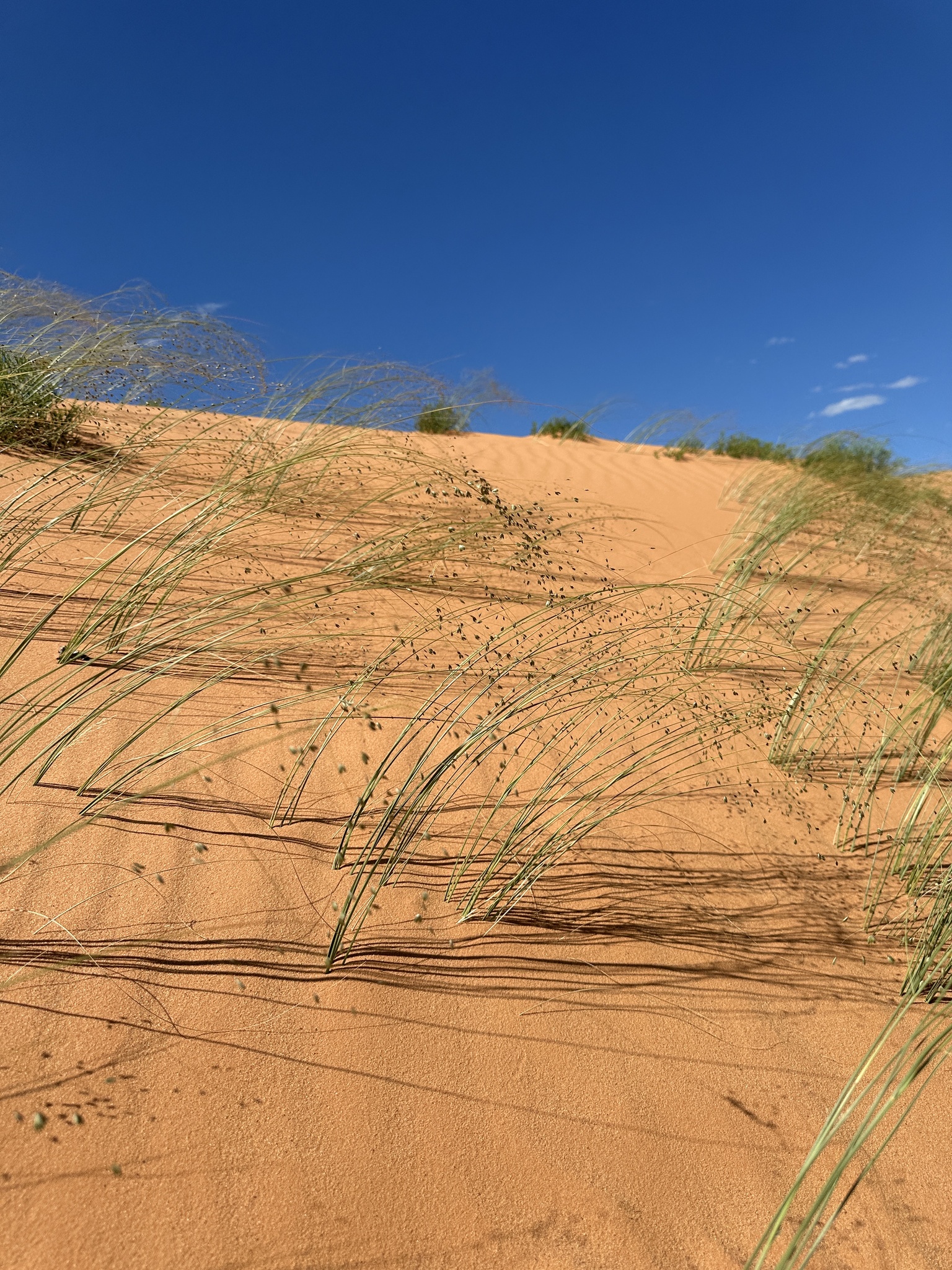 Muhlenbergia multiflora