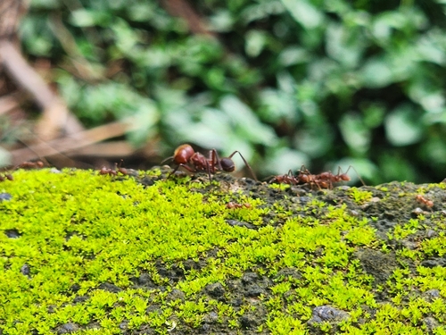 Leafcutter ant