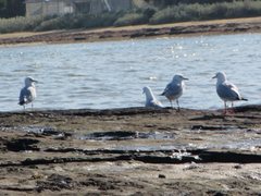 Chroicocephalus novaehollandiae novaehollandiae