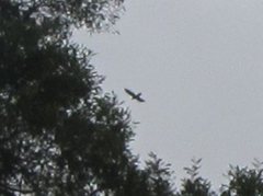 Zanda funerea funerea