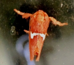 Monoleuca semifascia
