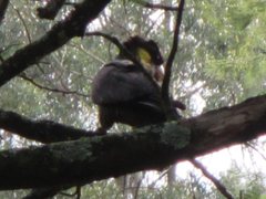 Zanda funerea funerea