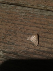 Ostrinia nubilalis