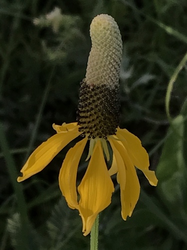Ratibida columnifera