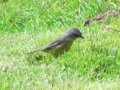 Eopsaltria australis australis