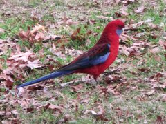 Platycercus elegans elegans