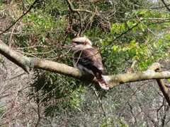 Dacelo novaeguineae novaeguineae