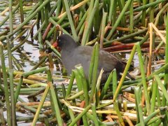 Gallinula tenebrosa tenebrosa