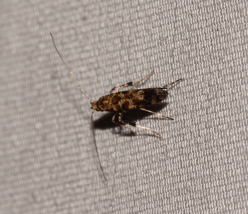 Lilac Leafminer Moth