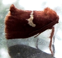 Monoleuca semifascia