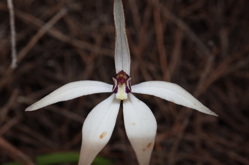 Image of Caladenia saccharata by (c) Thomas Mesaglio, some rights reserved (CC BY)