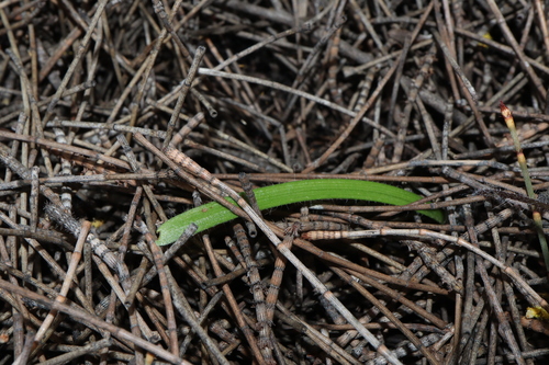 Image of Caladenia saccharata by (c) Thomas Mesaglio, some rights reserved (CC BY)
