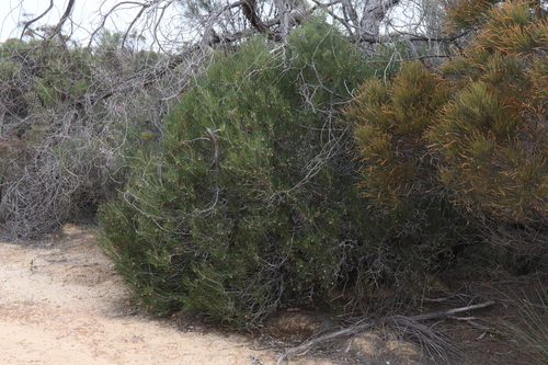 Image of Isopogon nutans by (c) Thomas Mesaglio, some rights reserved (CC BY)