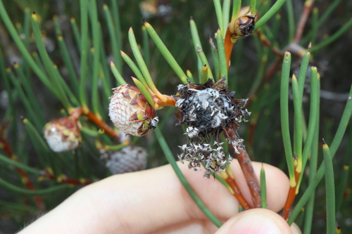 Image of Isopogon nutans by (c) Thomas Mesaglio, some rights reserved (CC BY)
