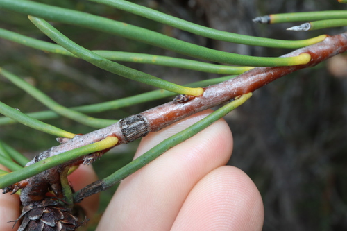 Image of Isopogon nutans by (c) Thomas Mesaglio, some rights reserved (CC BY)